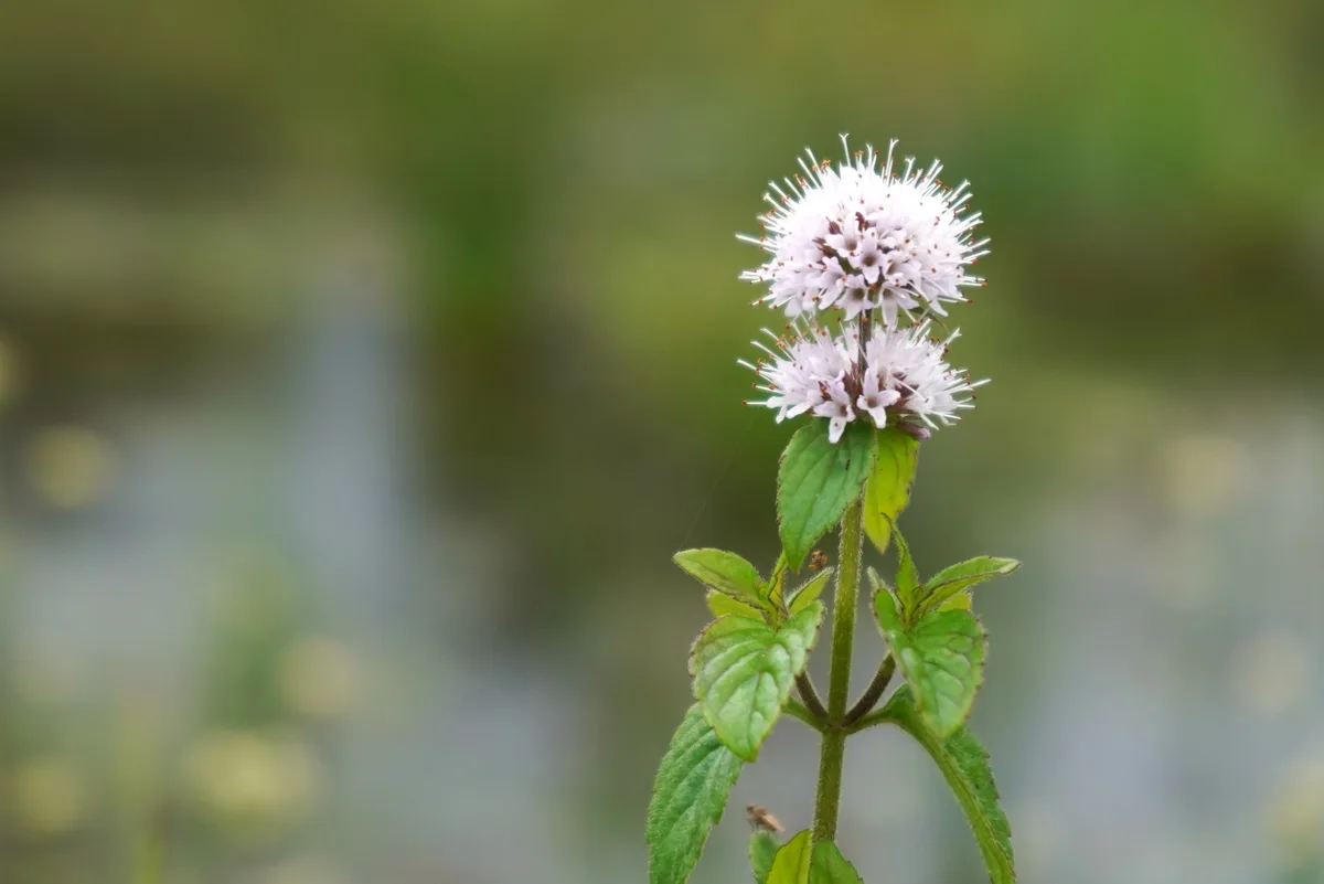 Naturschutzgebiet Wildert in Illnau-Effretikon.